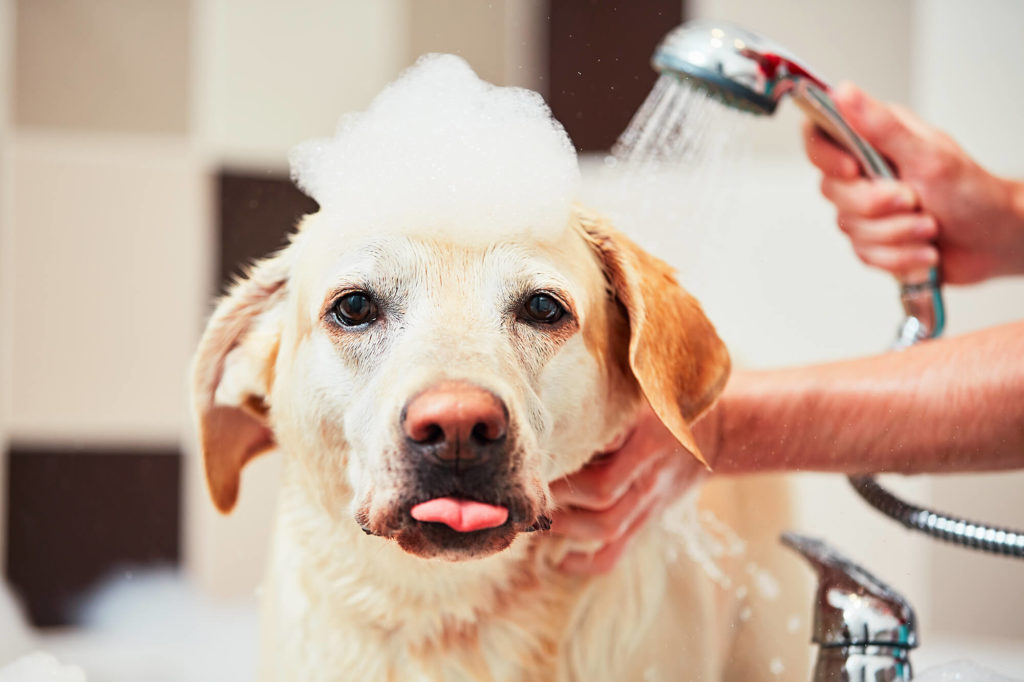 dog grooming and spa