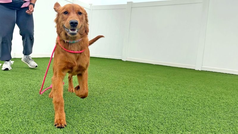 PuppyPaws_Training_Yard