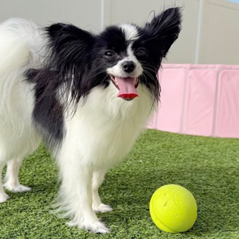 puppy with tennis ball