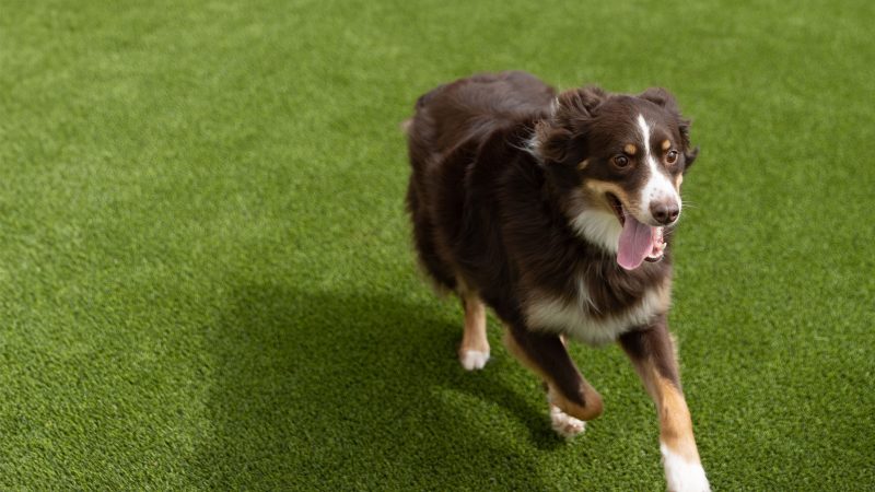 puppypaws-dog-running-yard