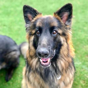 puppypaws_daycare_package_bigdog