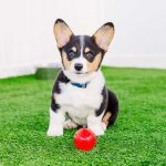 puppypaws_daycare_package_smalldog