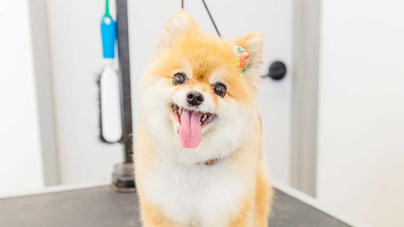 puppypaws_grooming_package_full