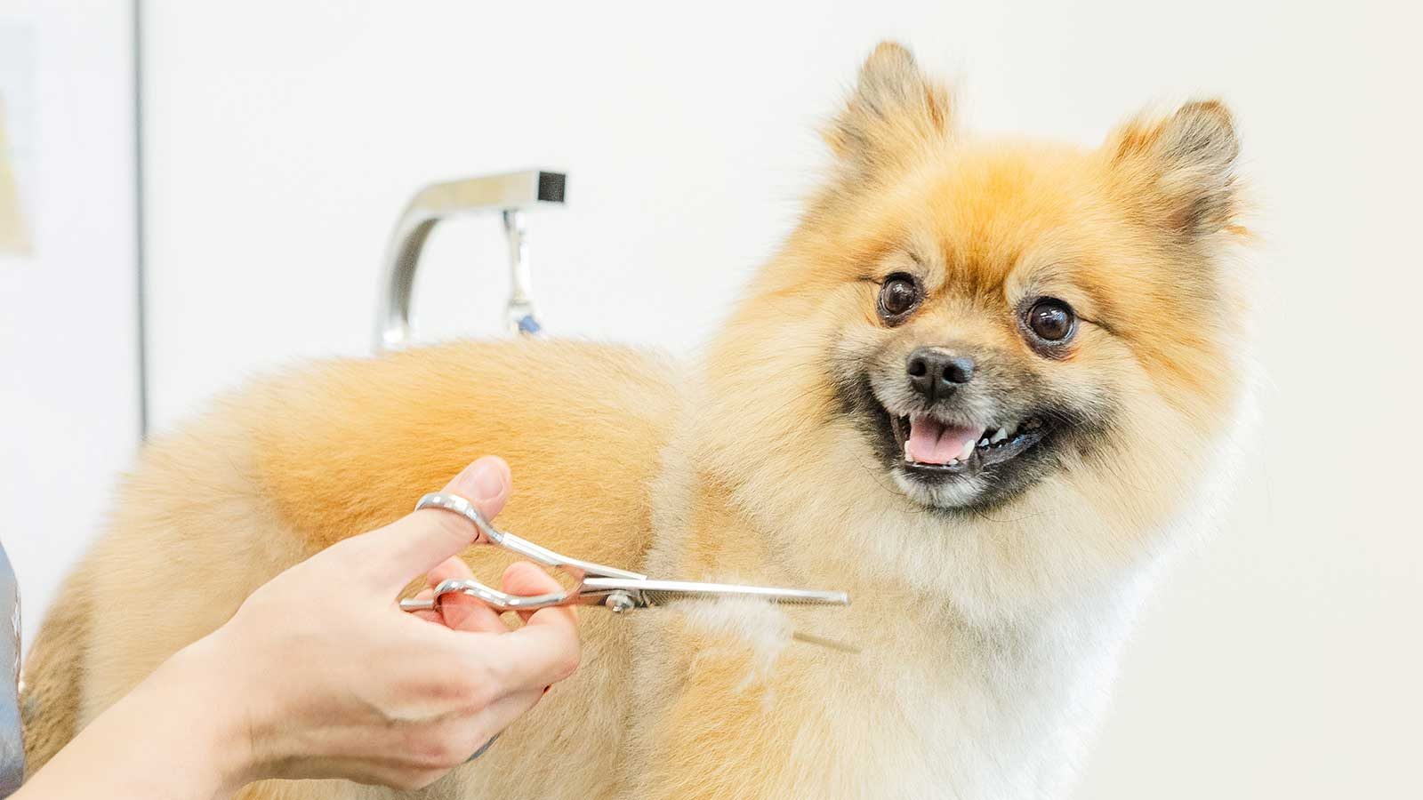 puppypaws_grooming_package_puppy